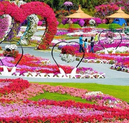 点击大图看下一张：世界最大的花园——迪拜奇迹花园