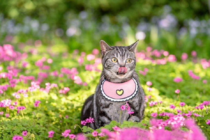 点击大图看下一张：在花园里玩耍的小猫咪