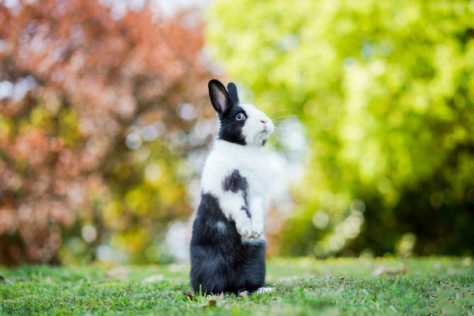 点击大图看下一张：一组可爱胖胖的黑白色小兔子
