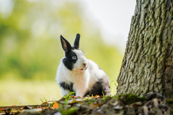 点击大图看下一张：一组可爱胖胖的黑白色小兔子