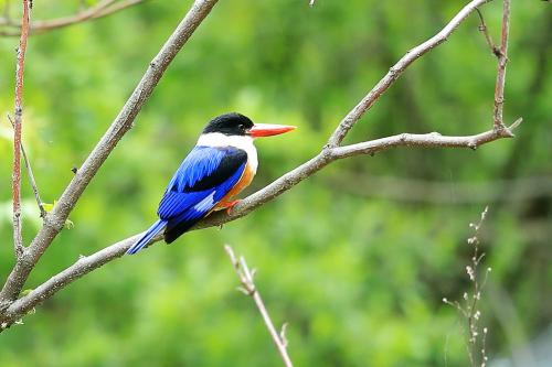 点击大图看下一张：色彩艳丽的蓝翡翠鸟图片