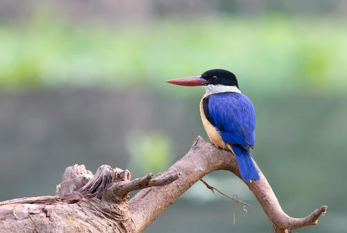 点击大图看下一张：色彩艳丽的蓝翡翠鸟图片