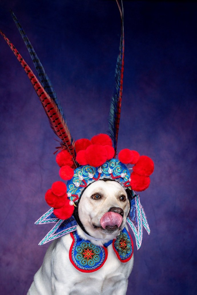 点击大图看下一张：唱戏装扮的拉布拉多狗狗