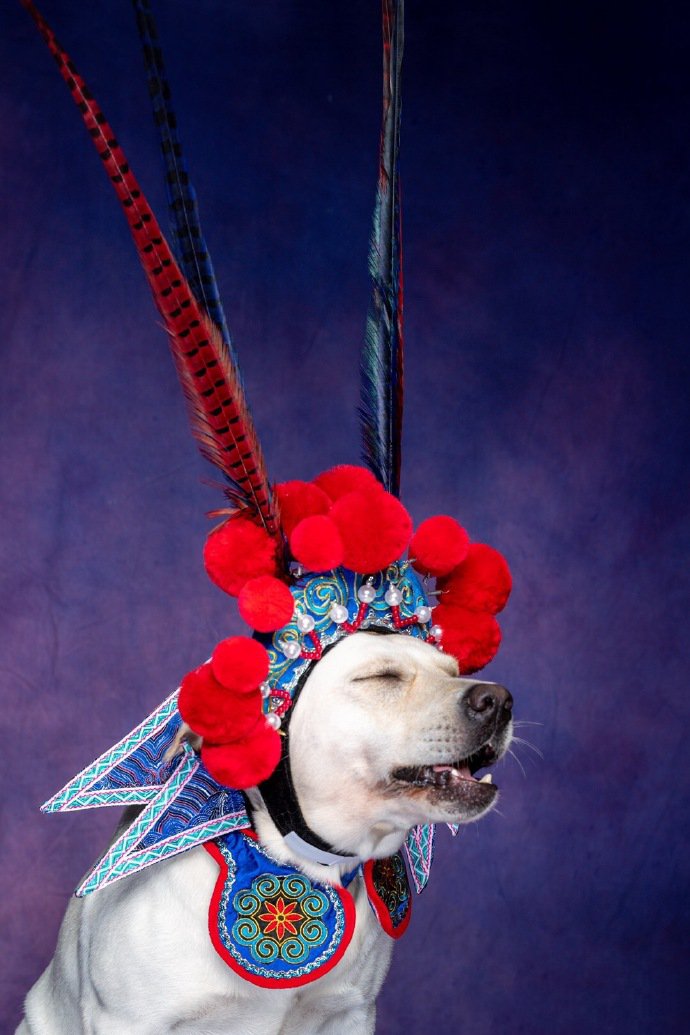 点击大图看下一张：唱戏装扮的拉布拉多狗狗