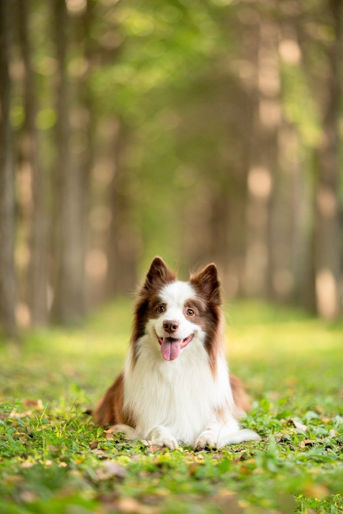 点击大图看下一张：可爱爱笑的边牧狗狗图片
