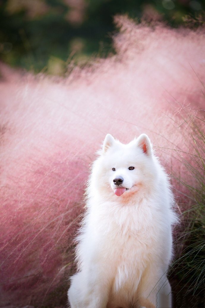 点击大图看下一张：一组网红草下的萨摩耶狗狗