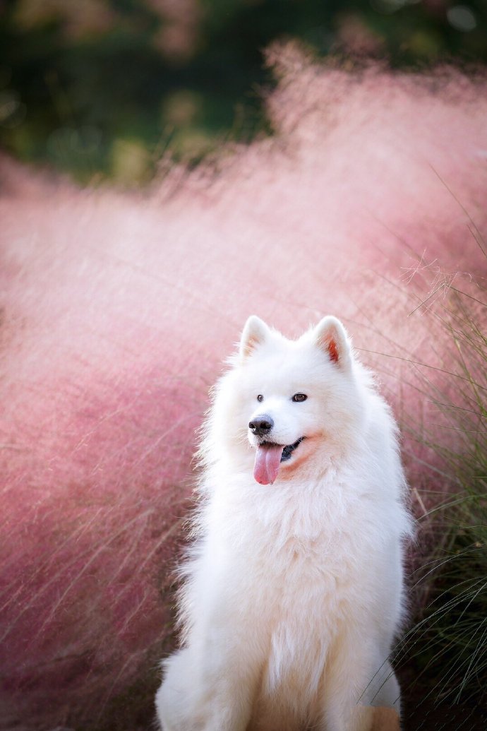 点击大图看下一张：一组网红草下的萨摩耶狗狗
