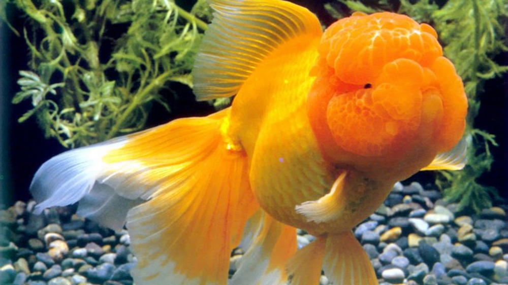 点击大图看下一张：惹人喜爱的金鱼图片