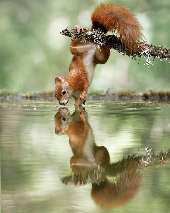 点击大图看下一张：在水边照镜子的小松鼠图片