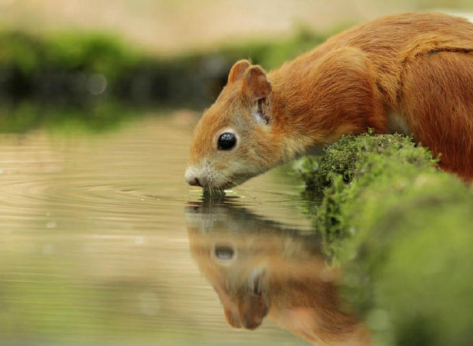 点击大图看下一张：在水边照镜子的小松鼠图片
