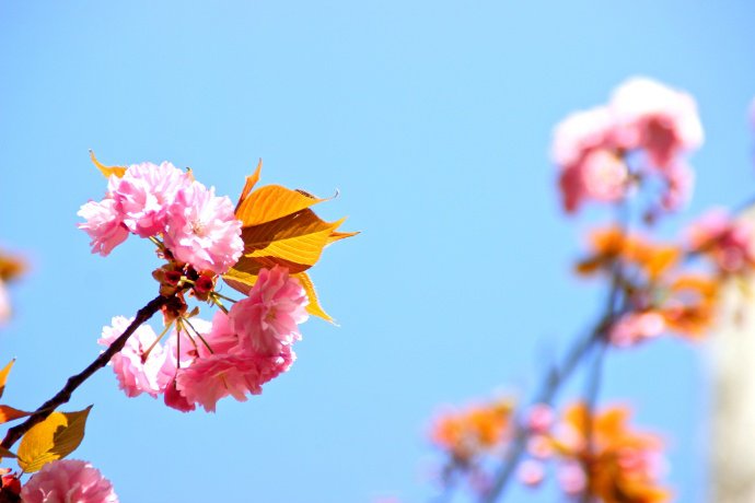 点击大图看下一张：很粉很粉的樱花图片