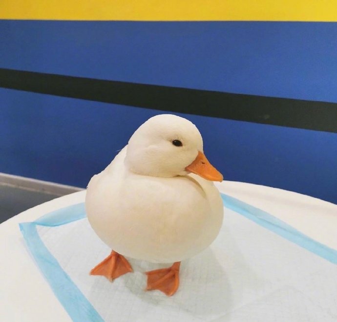 点击大图看下一张：一组白白胖胖可爱的小鸭子