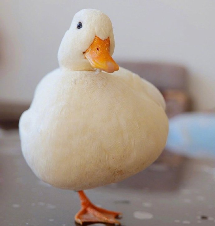 点击大图看下一张：一组白白胖胖可爱的小鸭子