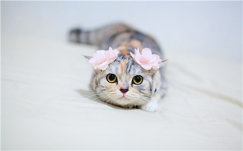 点击大图看下一张：百变造型的萌猫咪