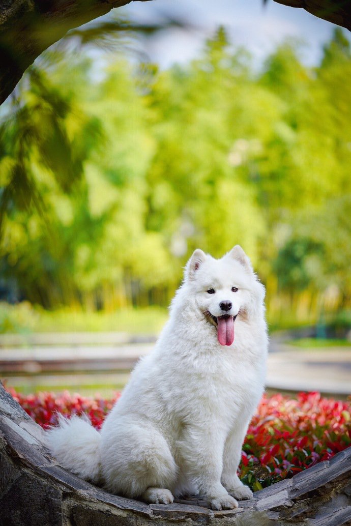 点击大图看下一张：秋景下唯美的狗狗拍摄图片