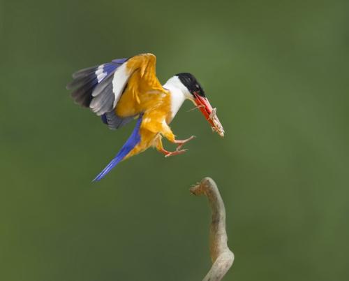 点击大图看下一张：活泼可爱的蓝翡翠鸟类图片