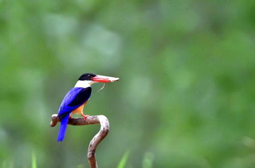 点击大图看下一张：活泼可爱的蓝翡翠鸟类图片