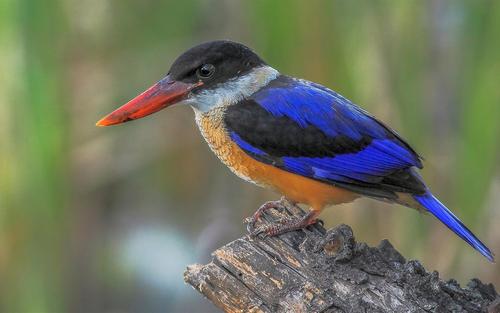 点击大图看下一张：色泽美丽的蓝翡翠鸟图片