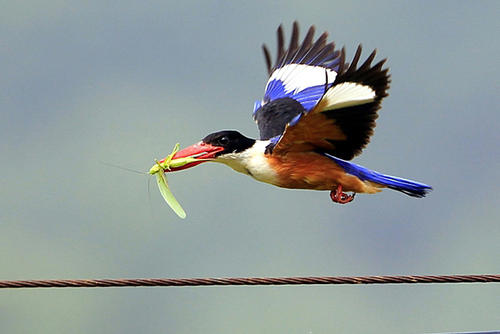 点击大图看下一张：色泽美丽的蓝翡翠鸟图片