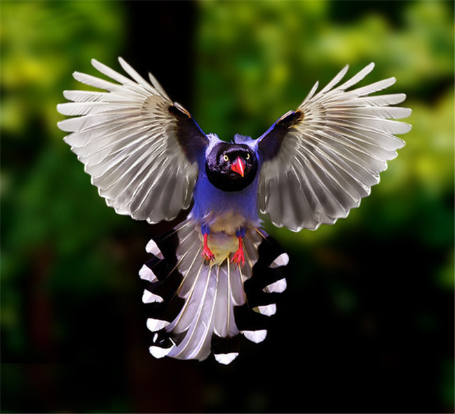 点击大图看下一张：一组台湾蓝鹊鸟图片