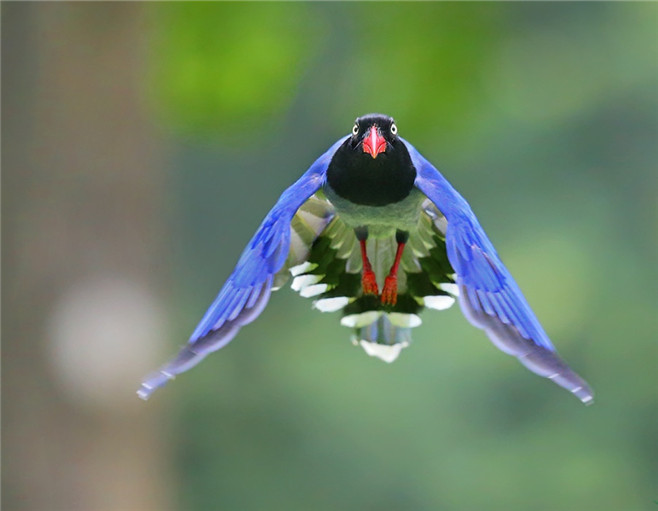 点击大图看下一张：一组台湾蓝鹊鸟图片