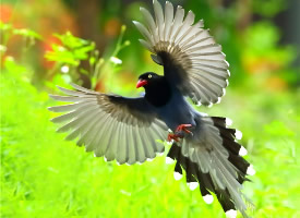 一组台湾蓝鹊鸟图片