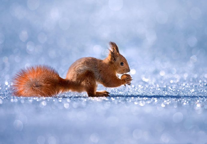 点击大图看下一张：小红松像雪地里的小精灵