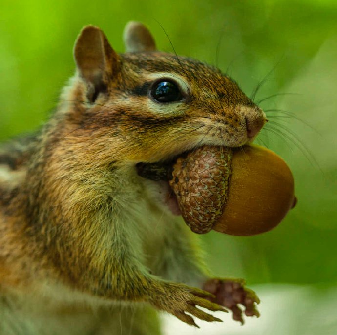 点击大图看下一张：正在吃栗子的小松鼠图片