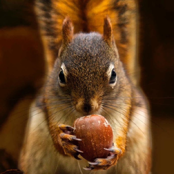 点击大图看下一张：正在吃栗子的小松鼠图片