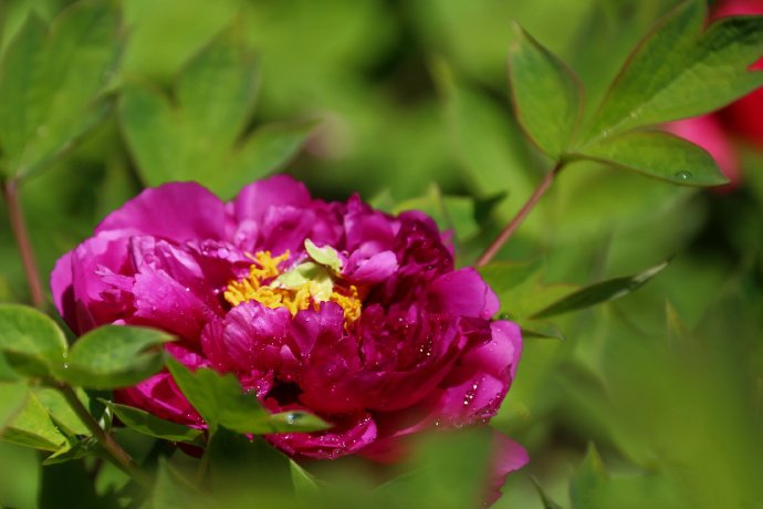 点击大图看下一张:一组超美的月坛牡丹图片