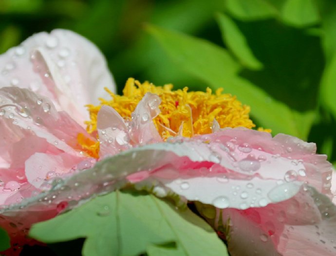 点击大图看下一张：一组超美的月坛牡丹图片