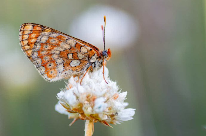 点击大图看下一张：蝴蝶与花卉的微距摄影