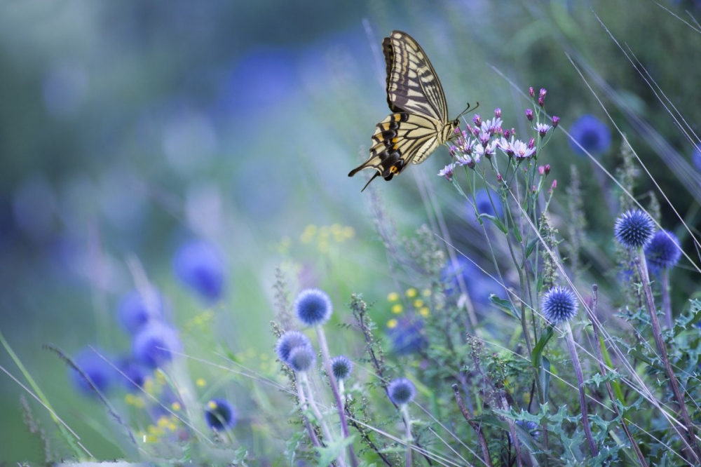 点击大图看下一张：蝴蝶与花卉的微距摄影