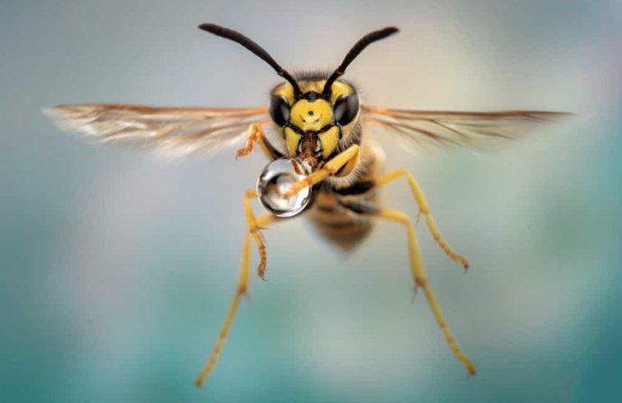 点击大图看下一张：一组超超近距离的蜜蜂拍摄图片