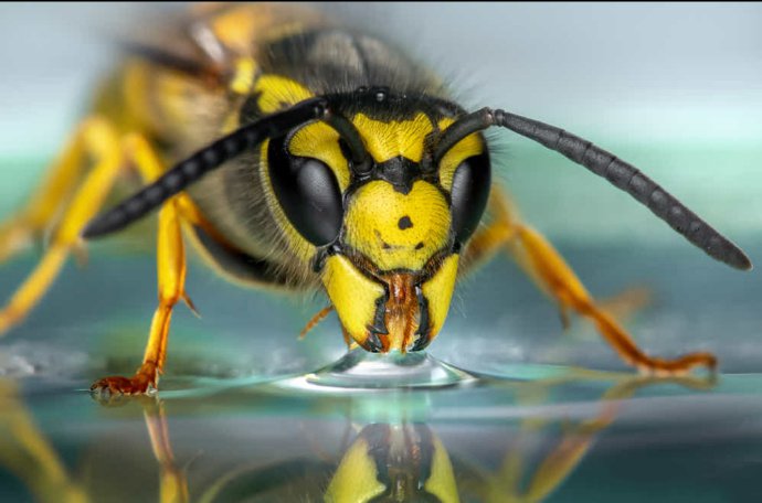 点击大图看下一张：一组超超近距离的蜜蜂拍摄图片