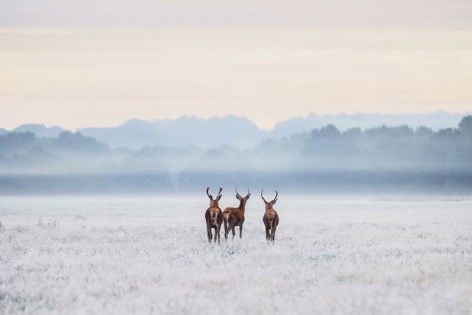 点击大图看下一张：一组可爱乖巧的野生鹿图片