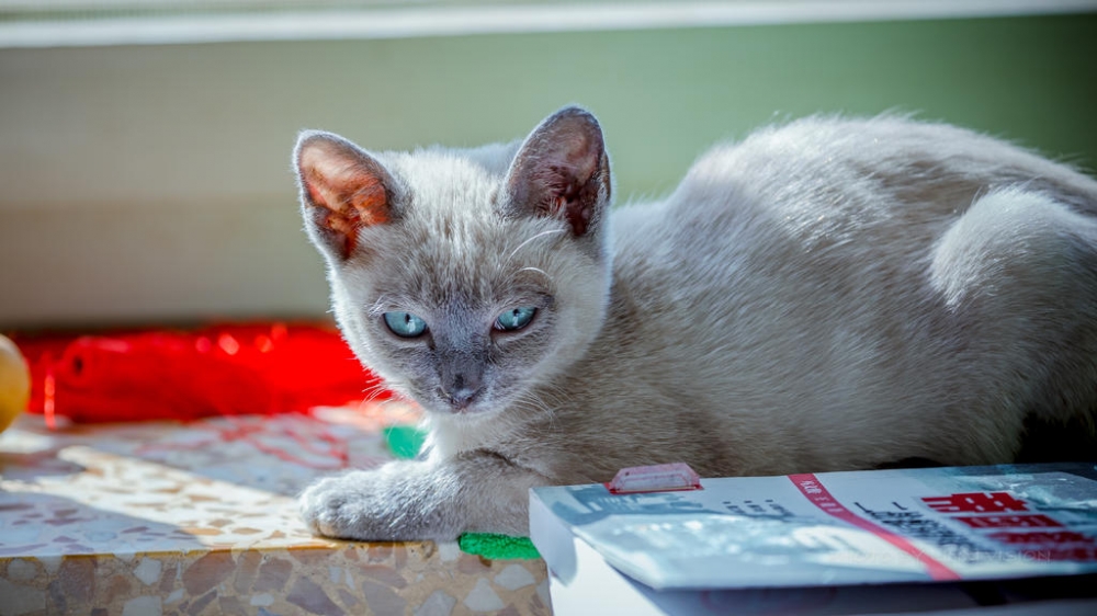 点击大图看下一张：令人费解的猫猫图片