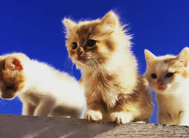 一组可爱的小奶猫图片