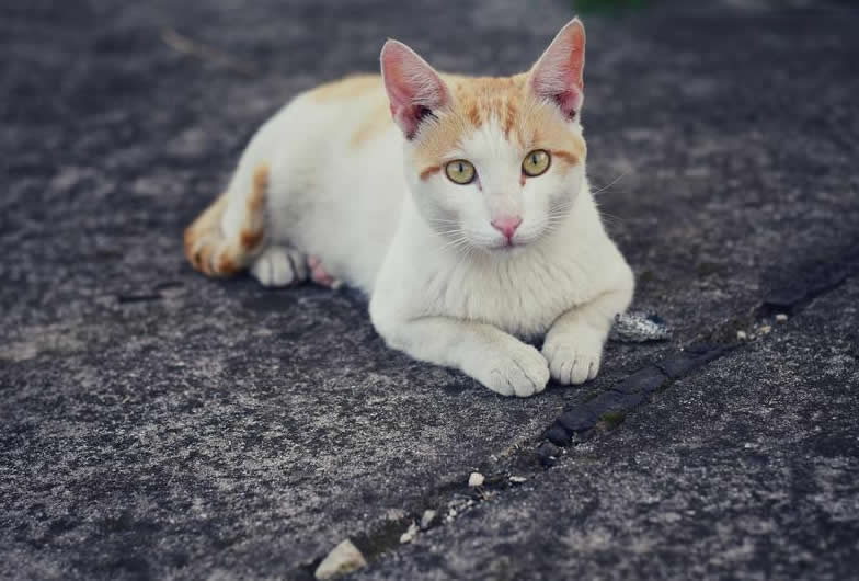 点击大图看下一张：一组自己拍摄的家猫图片