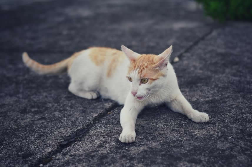 点击大图看下一张：一组自己拍摄的家猫图片