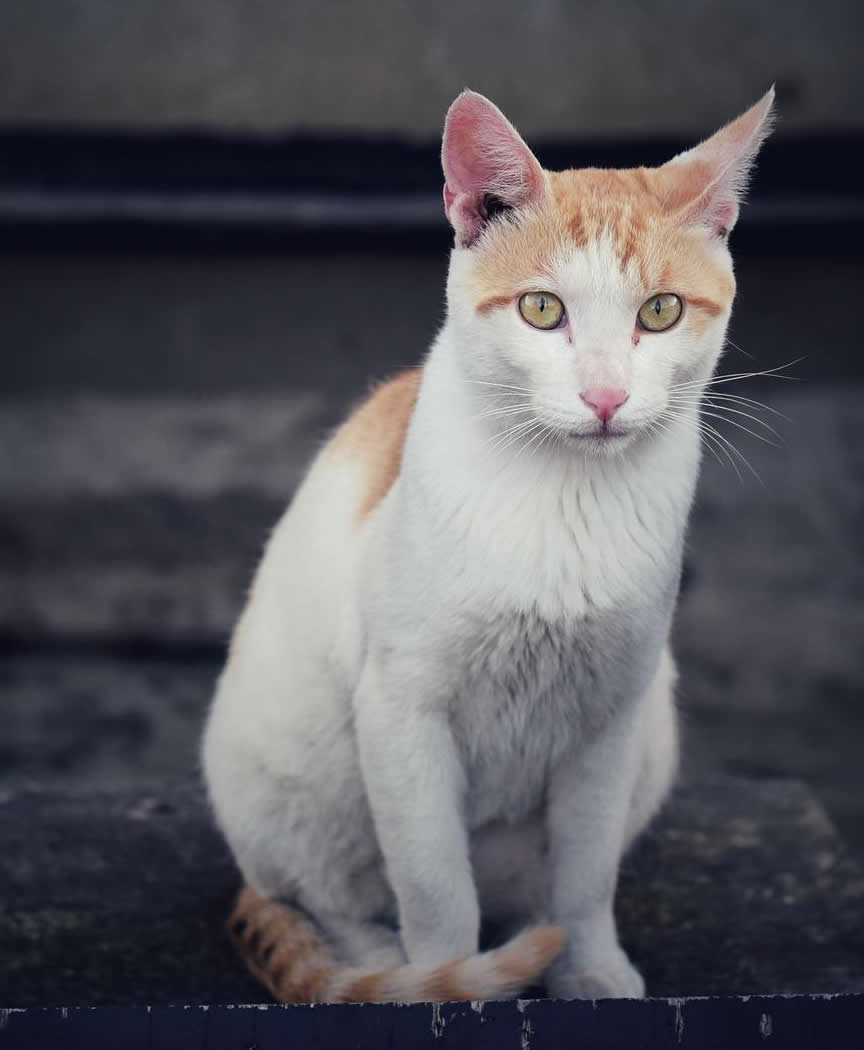 点击大图看下一张：一组自己拍摄的家猫图片