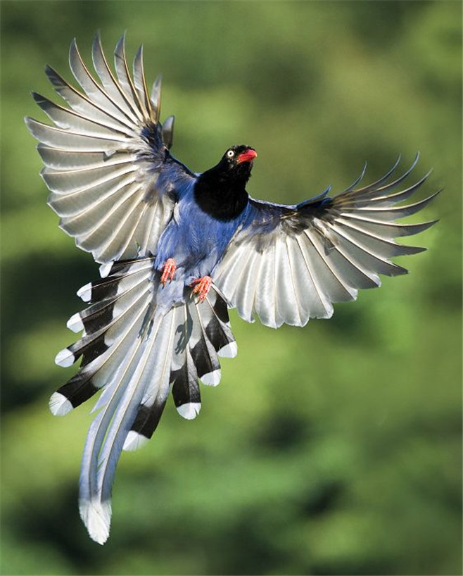 点击大图看下一张：罕见的蓝鹊鸟图片