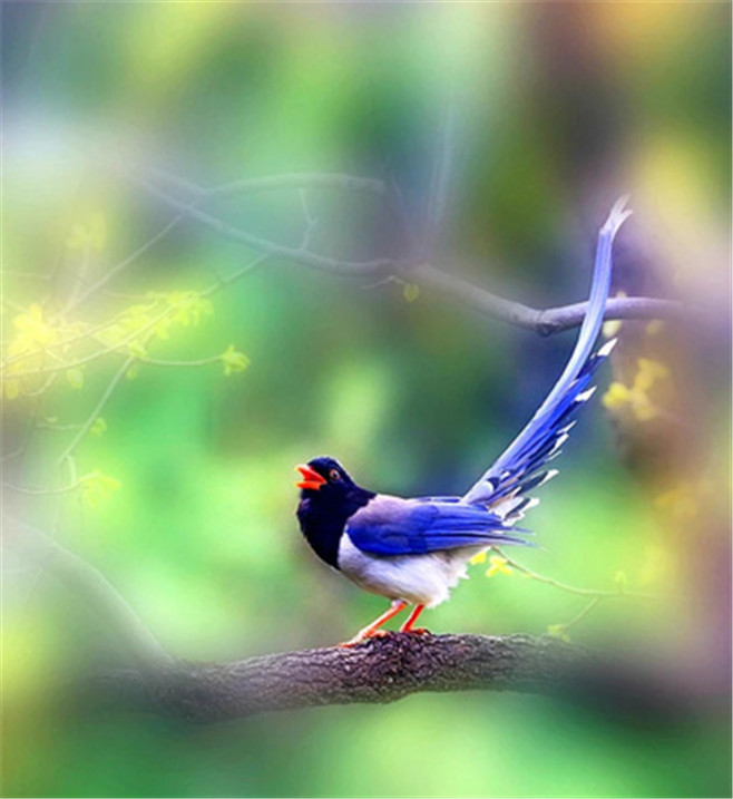 点击大图看下一张：罕见的蓝鹊鸟图片
