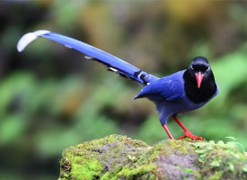罕见的蓝鹊鸟图片