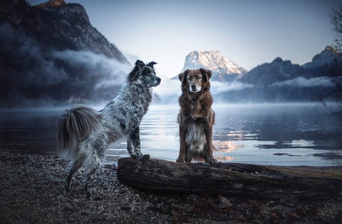 点击大图看下一张：一组超美的狗狗拍摄大片欣赏