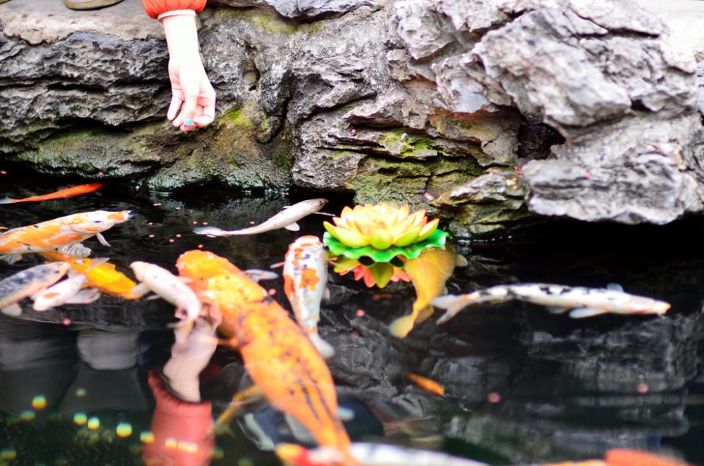 点击大图看下一张：鱼塘里的美丽锦鲤图片