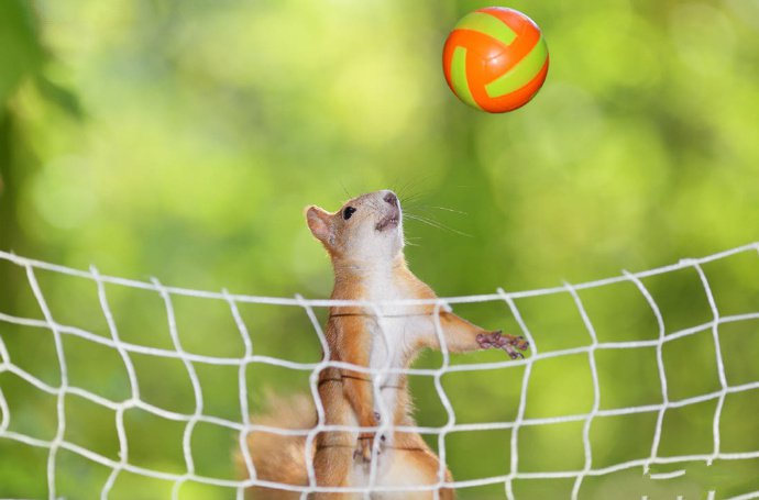 点击大图看下一张：爱运动的小精灵小松鼠图片