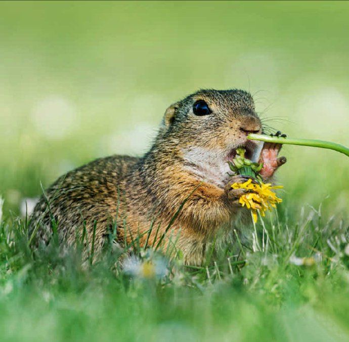 点击大图看下一张：玩蒲公英花的小松鼠图片