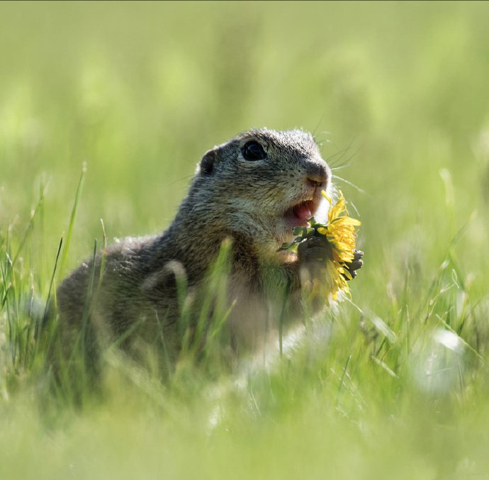 点击大图看下一张：玩蒲公英花的小松鼠图片