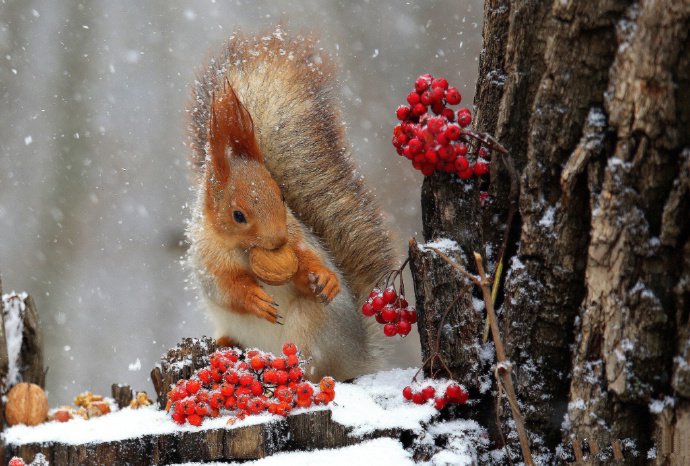 点击大图看下一张：一组超美的雪中精灵小松鼠图片